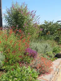 Plants of varying heights growing in a brick planter.