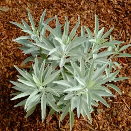 White Sage