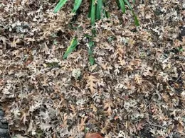 Oak Leaves