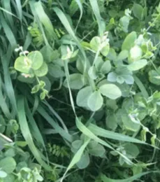 Closeup photo of cover crop