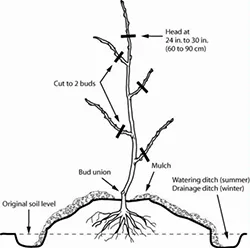 PlantingBareRootTrees_sm
