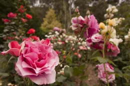 rose for Elinor