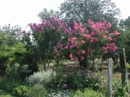 CrepeMyrtleQ12023a