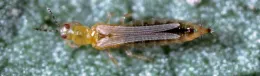 Western Flower thrip—photo courtesy UC-IPM.