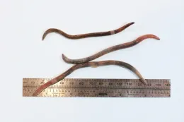 Jumping worm. Credit: Wikimedia Commons.