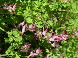 me	
Common Fumitory, MG Allen Buchinski