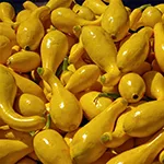 Squash_Dixie Hybrid Crookneck_pixabay_sm96