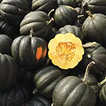 Squash_Winter_Sweet Reba Acorn_High Mowing Organic Seeds_sm96