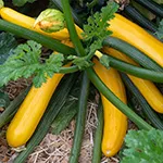 Squash_Summer_Golden Glory_UCMG of CCC_sm96