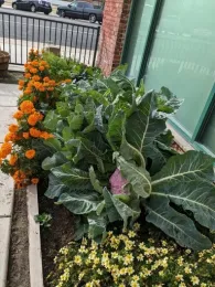 school garden 2023