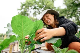 veggie garden