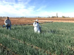 onions