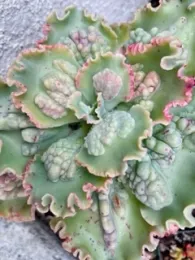 kalanchoe scallop