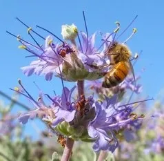 LizRottgerArticle-BeeOnFlower-Cropped