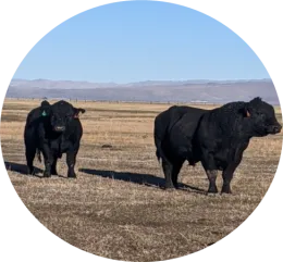 her bull