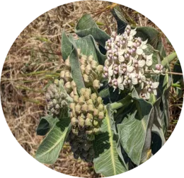toxic plant