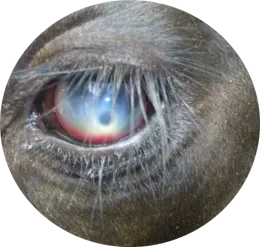 pink eye