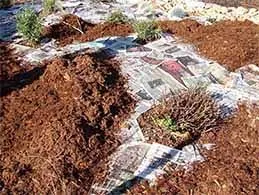 sheet mulching-2
