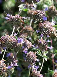PurpleSage