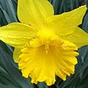 daffadil