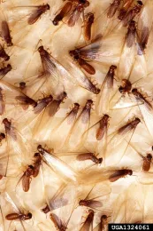 Winged reproductive subterranean termites. Photo credit: Scott Bauer, USDA Agricultural Research Service, Bugwood.org