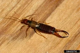 A European earwig, Forficula Auricularia. Photo by Whitney Cranshaw, Colorado State University, Bugwood.org.