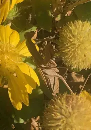 Blanketflower with praying mantis. Ellen Michels
