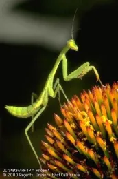 Praying mantis. Jack Kelly Clark, UC IPM Program
