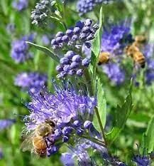 April – Heavily Flowering Shrub – Blue Mist Spirea