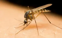 May - Mosquito