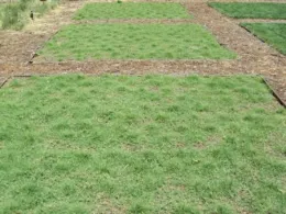 UC Buffalo Grass
