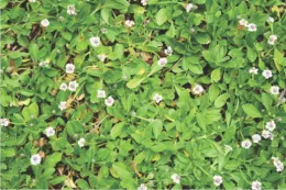 Kurapia in bloom