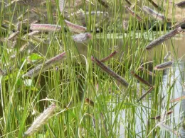 Boutelous gracilis