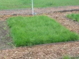 Molate red fescue