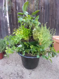 3 tiered herb