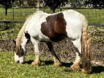 teeny tiny horse