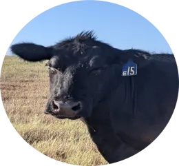 bugging beef
