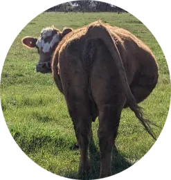 calving