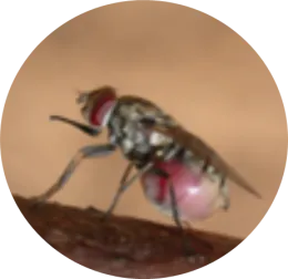 external parasites