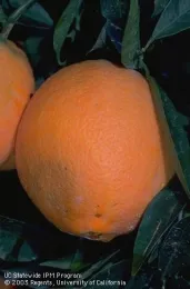 orange brown rot