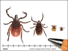 Life stages of the western blacklegged tick (Ixodes pacificus). From left to right: adult female, adult male, nymph, and larva. Photo by CDPH.
