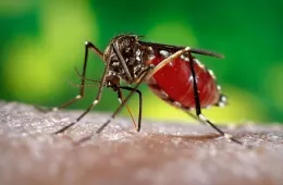 Aedes aegypti, the yellow fever mosquito. (CDC Photo)