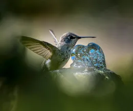hummingbird at garden
