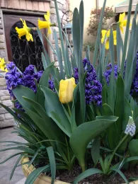 spring bulbs