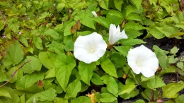 Bindweed, J. Brew, Oregon State