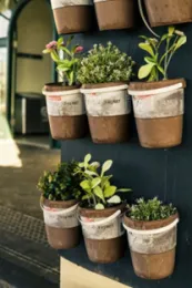 Herbs-Pexels