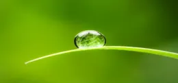 Water Pic