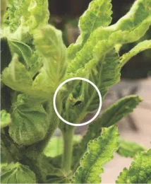 Weevil on leaf