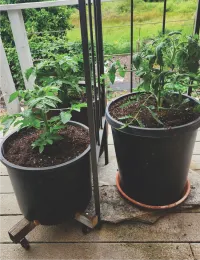 container toms