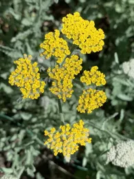Yellow yarrow. Laura Kling